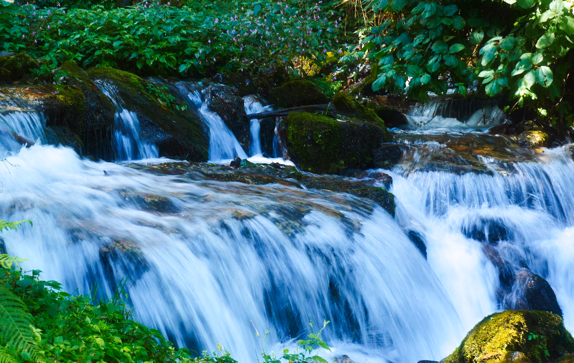 Stream crossing the trail