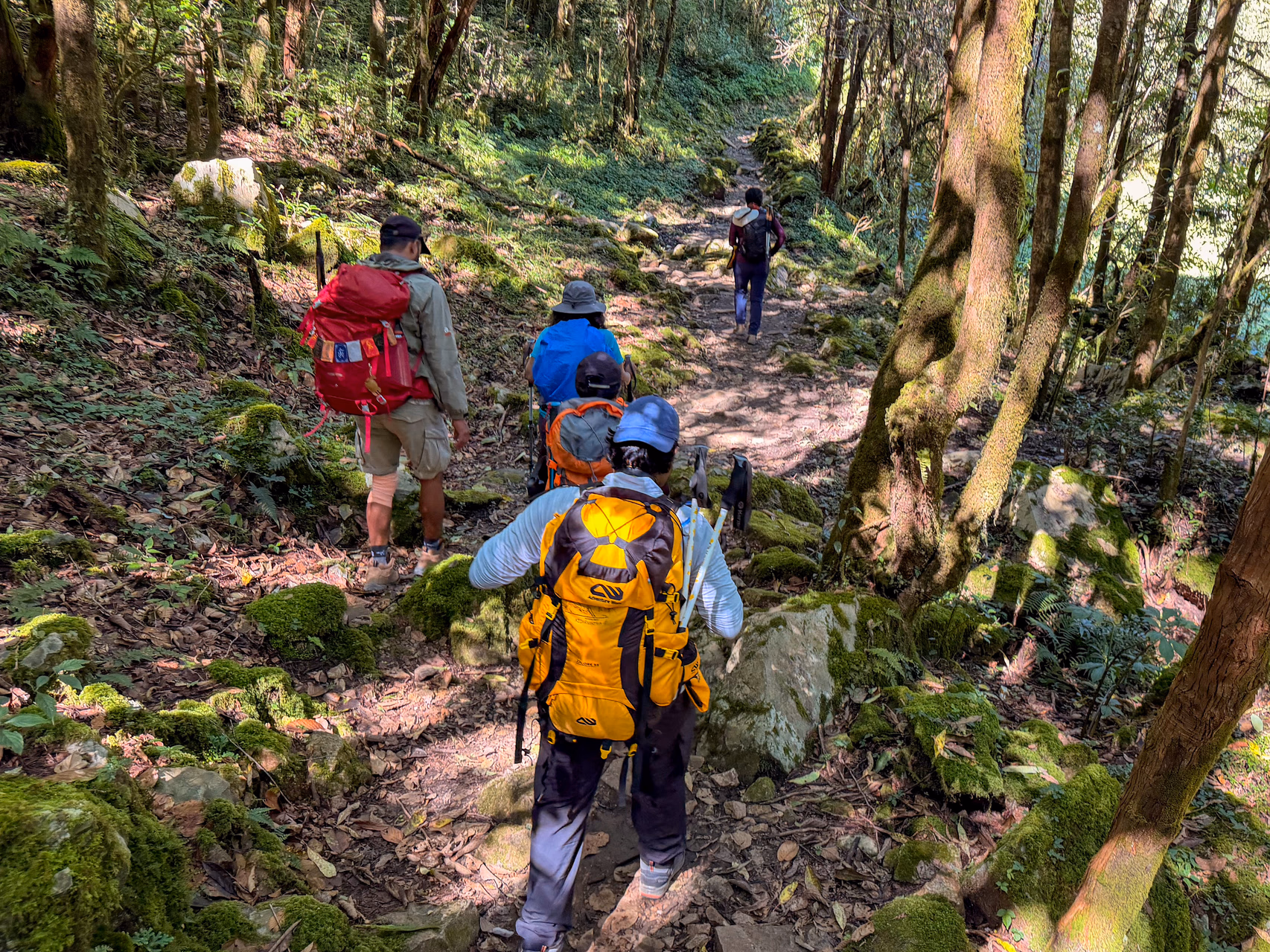 Beautiful forest trail