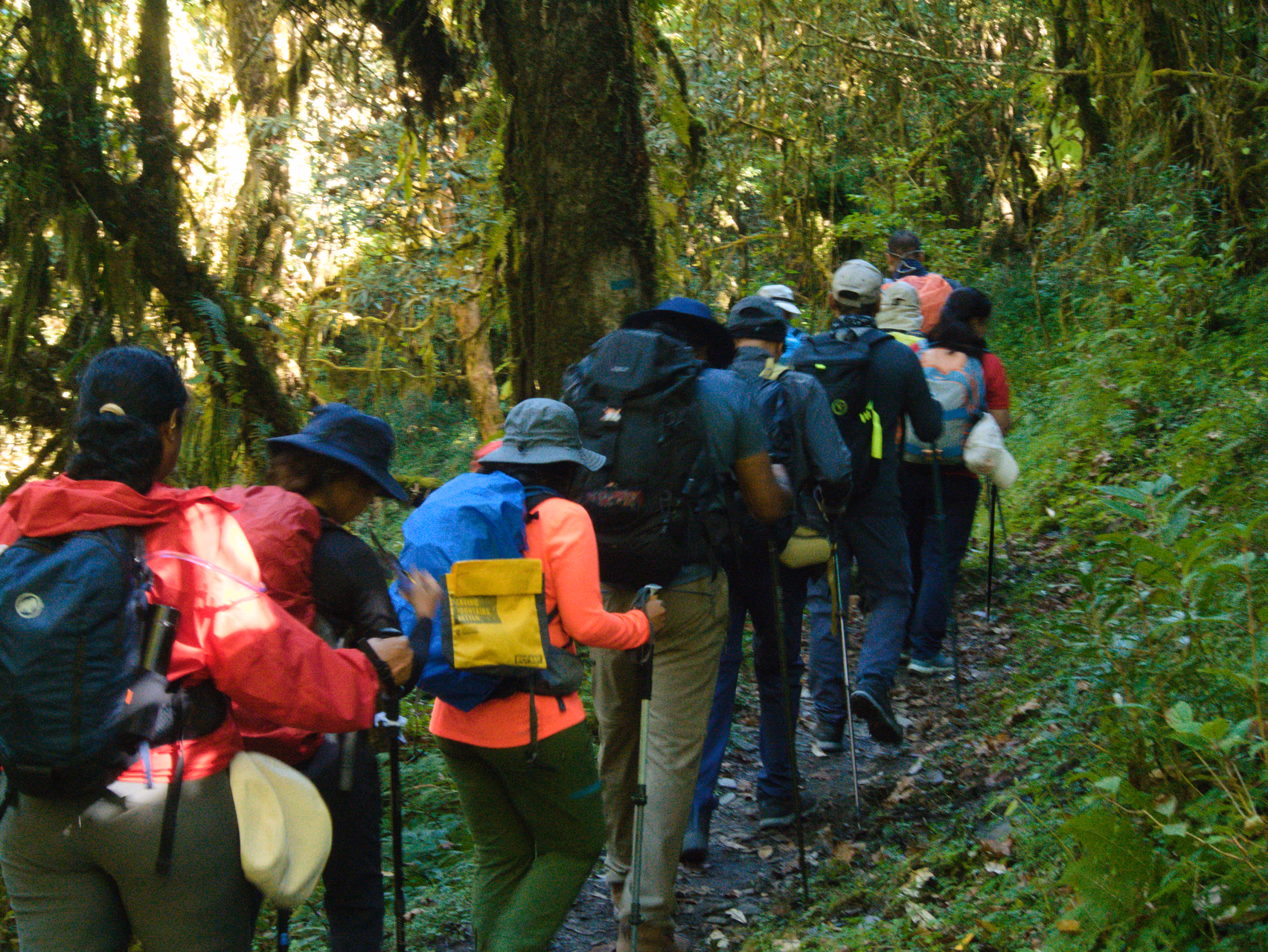 The deep forest trail