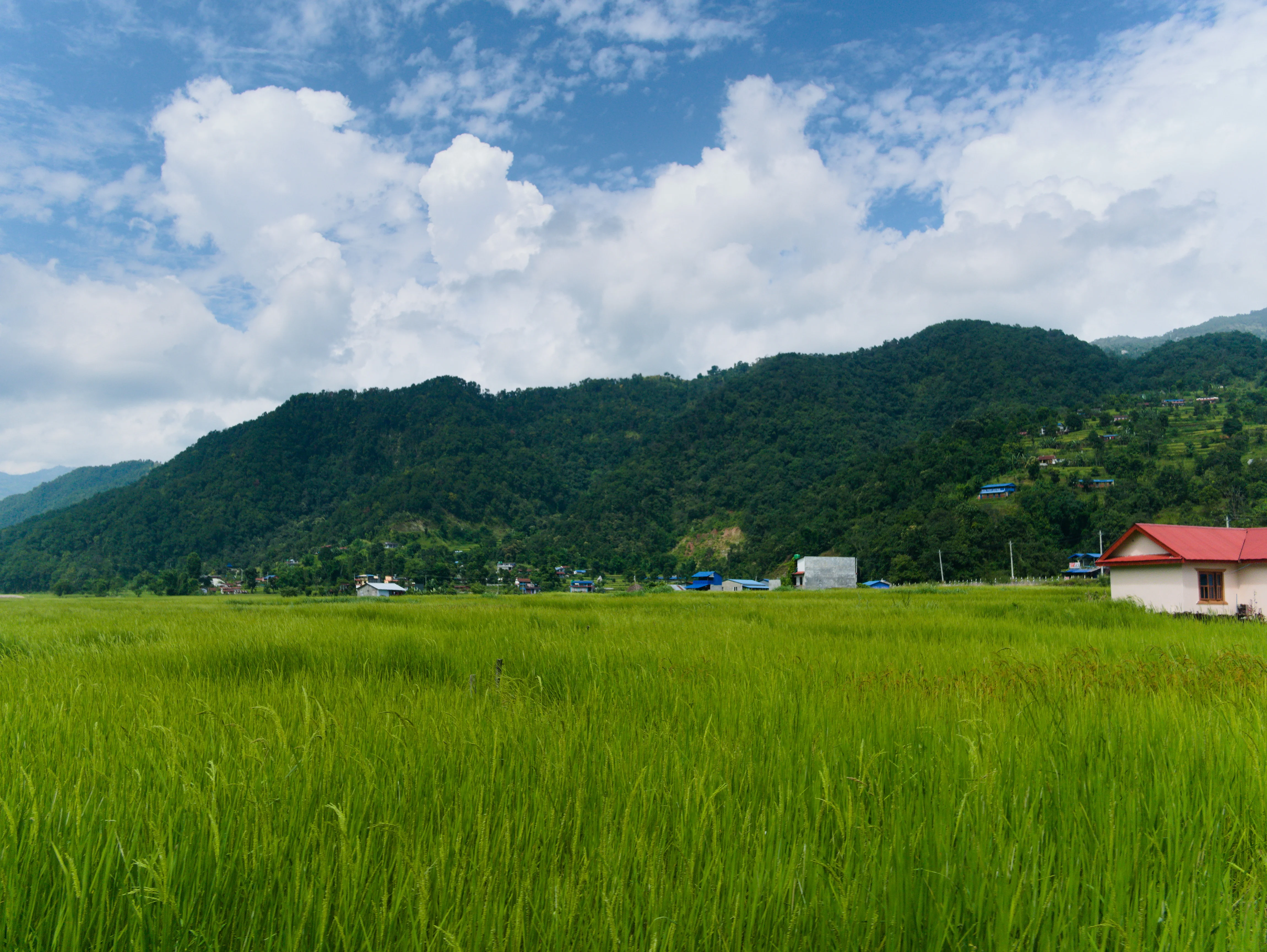 Riding through paddy fields